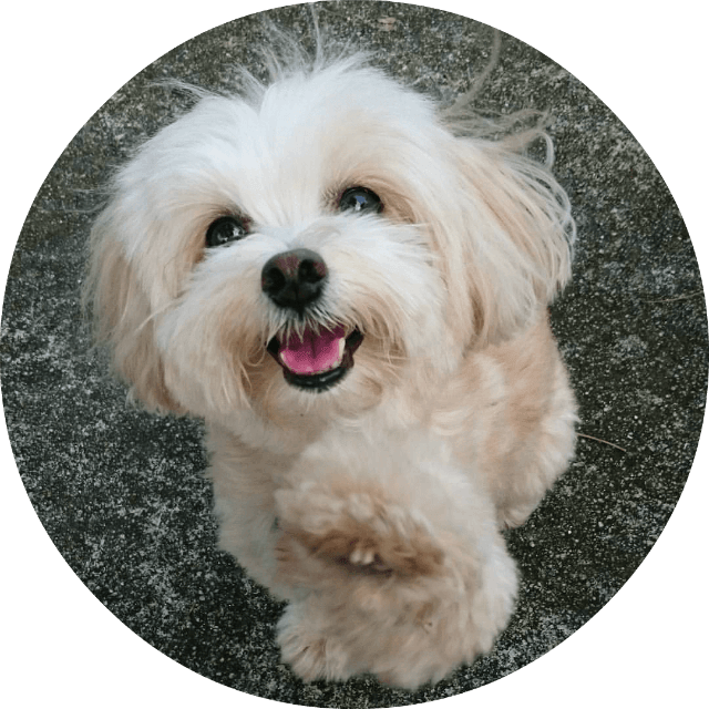 Barking Good - Gourmet, Handcrafted Dog Treats