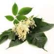 Brewers Barn Elderflower Wine Recipe