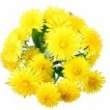 Brewers Barn Dandelion Recipe