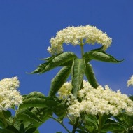 Brewers Barn Elderflower Cordial Recipe