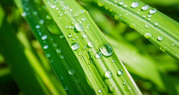 eco shampoo
