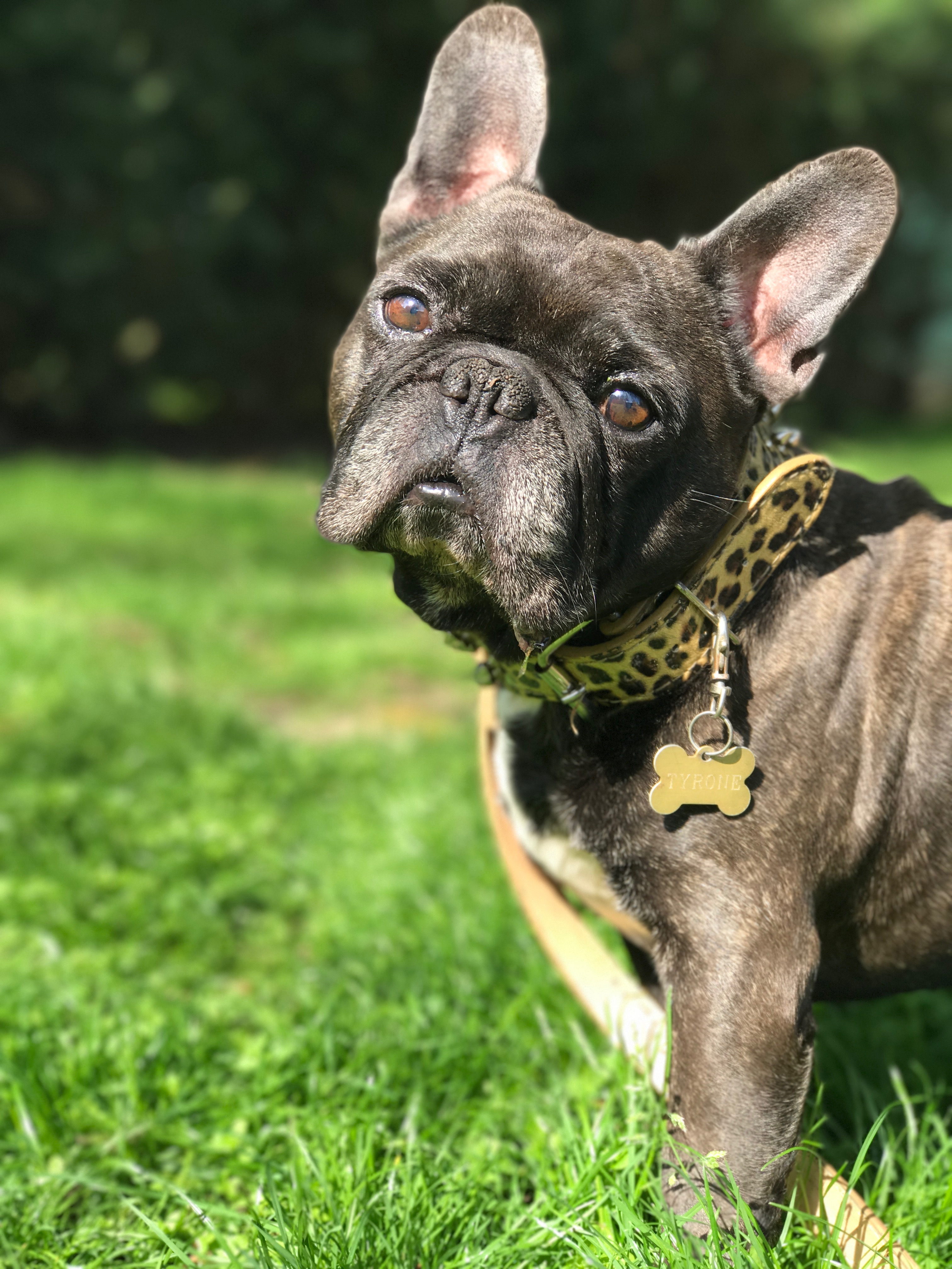 Frenchie Love - French Bulldog Gifts