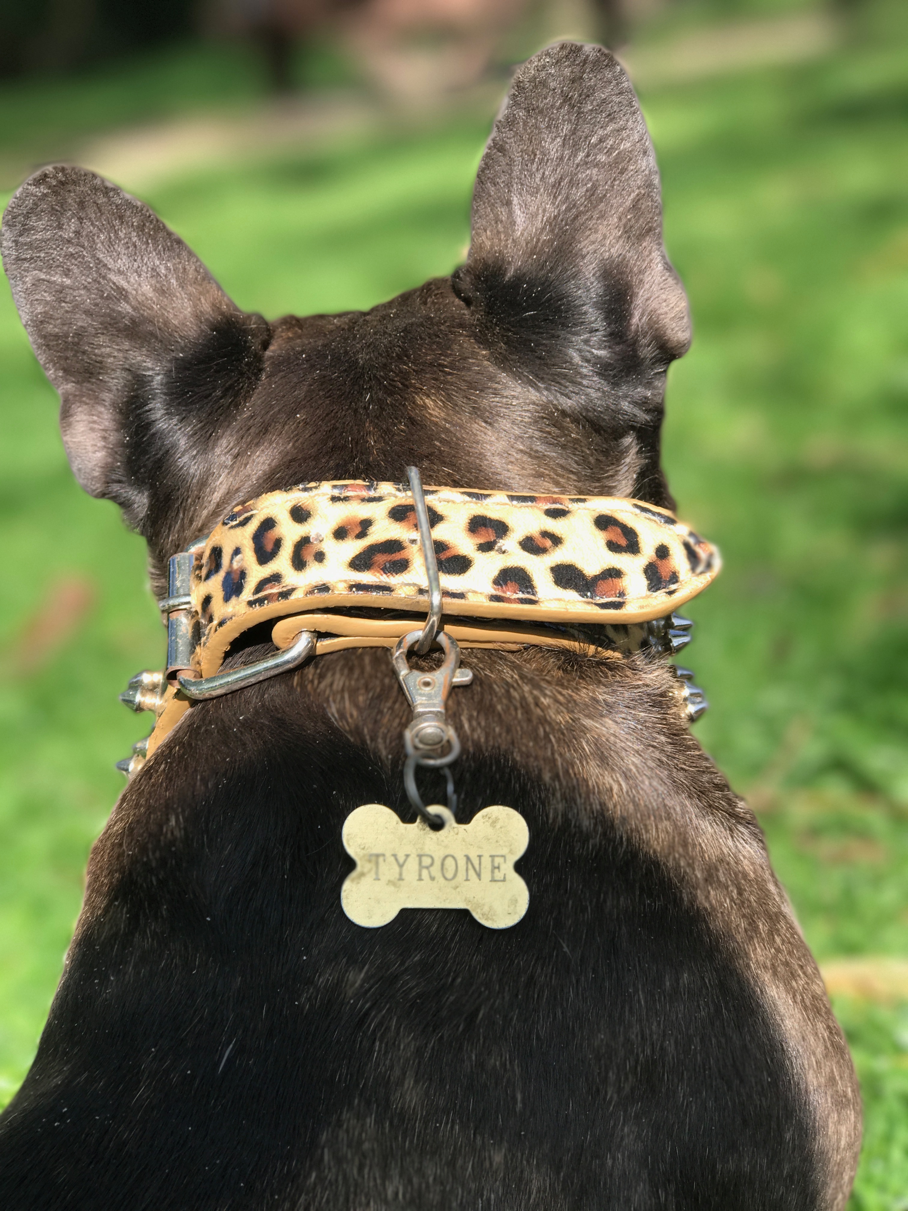 Frenchie Love - French Bulldog Gifts