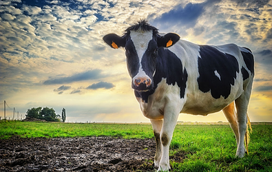 Local Milk